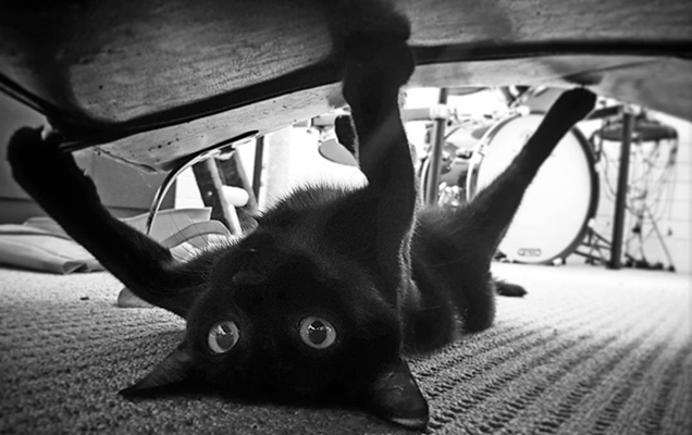 Black cat underneath bed